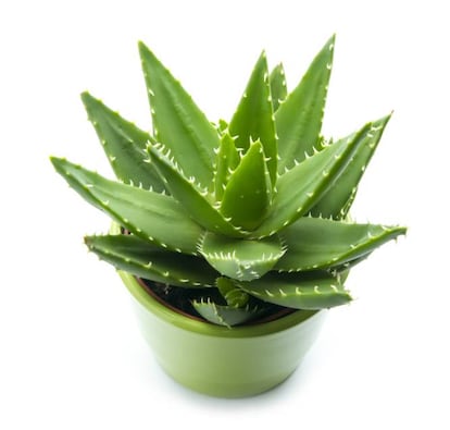 Esta especie suculenta de origen africano vive bien en interiores, preferiblemente en maceta de barro y es, según nuestros expertos, de las más sencillas en cuanto a cuidados. Los enemigos del Aloe Vera son el frío (no soporta temperaturas inferiores a cero grados) y el exceso de agua, que le causa pudrición.
<strong>Cuidados.</strong> Necesita sol directo o mucha luz, y tierra de cactus o un sustrato que evite el encharcamiento (una capa de grava en el fondo si está en maceta). Los riegos deben ser regulares en primavera y verano y nulos en invierno. Y si eres de los que tiene un botiquín en el que la estrella es una mercromina caducada, estás de enhorabuena: el Aloe Vera es una planta muy utilizada en cosmética y es un importante emoliente y cicatrizante (para pequeñas heridas y quemaduras), regenerador celular, tónico y antiséptico.
<strong>Precio.</strong> Entre 8/10 euros.