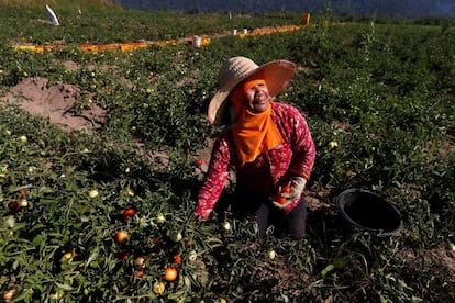 Una mujer trabaja en su huerta de tomates, en Tailandia.