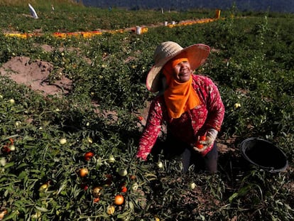 Una mujer trabaja en su huerta de tomates, en Tailandia.