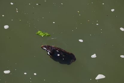 Suciedad en el río Sena, durante el baño de la alcaldesa. 