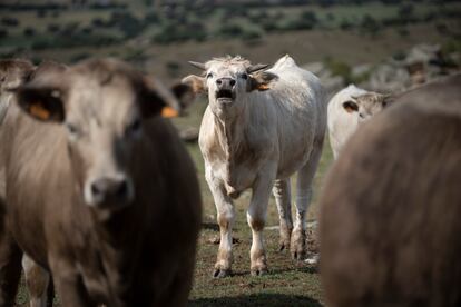 Una de las vacas de Manuel Gómez García, ganadero vacuno extensivo en Alaraz, Salamanca. 
