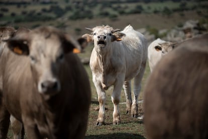 Una de las vacas de Manuel Gómez García, ganadero vacuno extensivo en Alaraz, Salamanca. 