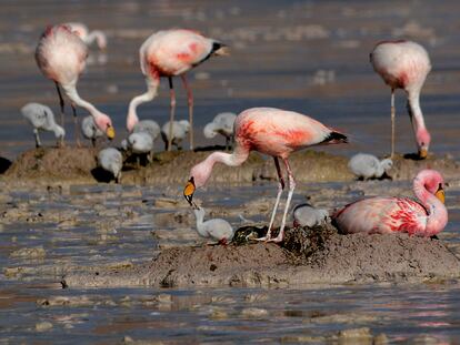 An Andean flamingo feeds her young.