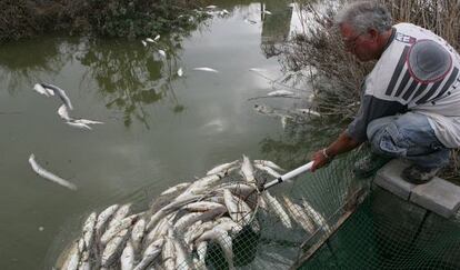 Un hombre retira peces muertos en el Pantanet de las Salinas de Santa Pola, ayer.