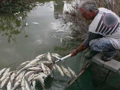 Un hombre retira peces muertos en el Pantanet de las Salinas de Santa Pola, ayer.