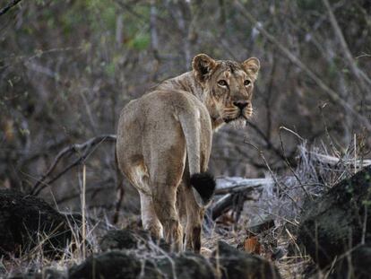 Un león asiático, en el Parque Natural de Gir (India), el pasado marzo.