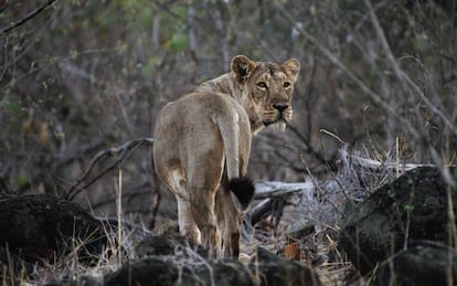 Un león asiático, en el Parque Natural de Gir (India), el pasado marzo.