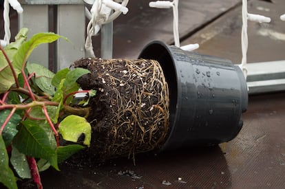 Las raíces de las plantas se desarrollan sanas si tienen un buen drenaje en la maceta.