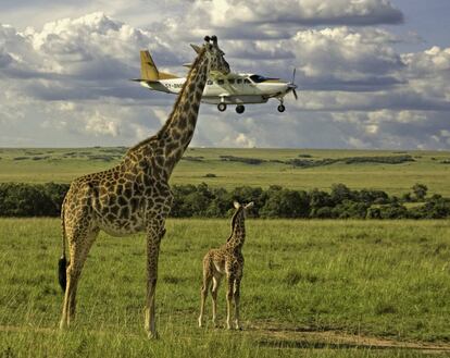 Cintos de segurança verificados. O fotógrafo malaio Graeme Guy fez esta foto de duas girafas olhando um avião aterrissando em Masai Mara, no Quênia.