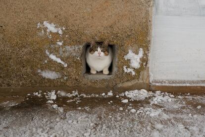 Un gato se resguarda de la nieve cerca de una vivienda de Caravaca de la Cruz, en Murcia, el 19 de enero de 2017.