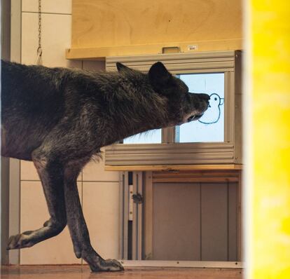 El lobo 'Aragorn' en un momento de la prueba en el laboratorio vienés.