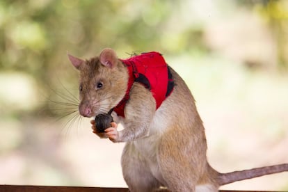 En entornos reales, las ratas podrán tirar de una pequeña bola adherida al pecho de su chaleco, que emite un pitido, para alertar a sus cuidadores de un hallazgo.