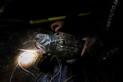 La captura de un caimán en la Laguna de Jacarepaguá se realiza siguiendo todos los cuidados y procedimientos adecuados.