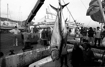 Un atún de cerca de 200 kilos, en el puerto de Sitges (Barcelona).