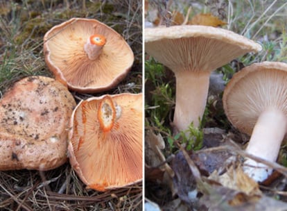 Lactarius deliciosus (izq.) y torminosus (dcha.), más conocidos como níscalo, comestible, y falso níscalo que es tóxico