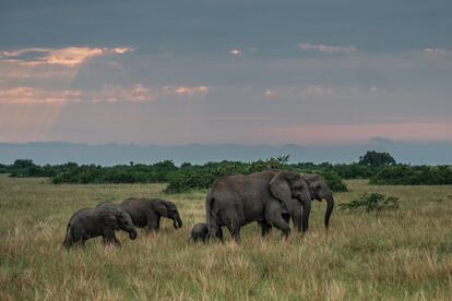 Uganda es el hogar de cerca de ms de 5.000 elefantes africanos. La mayor parte de ellos vive en el Parque Nacional de la Reina Isabel.