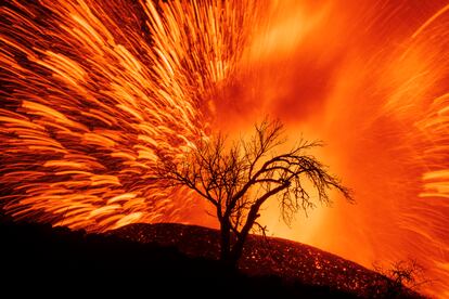 El volcán de Cumbre Vieja fotografiado desde el municipio de El Paso, en La Palma. La silueta de un almendro seco aparece en la noche tras las trazas luminosas que dibujan los piroclastos incandescentes en una imagen tomada el pasado 19 de septiembre. 