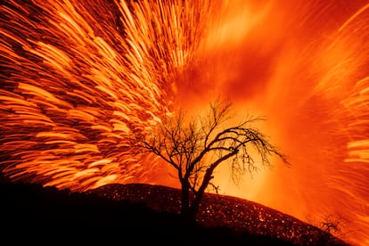 El volcán de Cumbre Vieja fotografiado desde el municipio de El Paso, en La Palma. La silueta de un almendro seco aparece en la noche tras las trazas luminosas que dibujan los piroclastos incandescentes en una imagen tomada el pasado 19 de septiembre. 