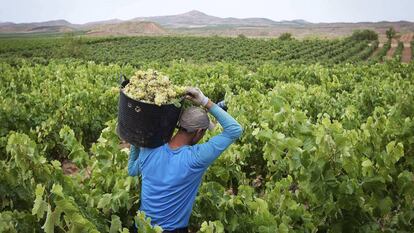 Verema a La Rioja.