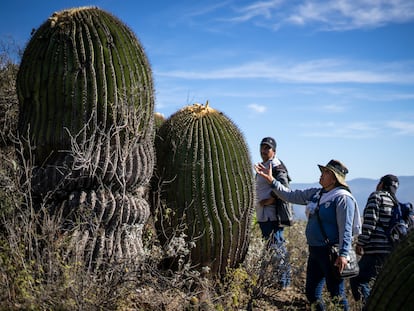 Miembros de Los Guardianes del Cerro muestran biznagas gigantes en Ojo de Agua, en Guanajuato, el 22 de diciembre.