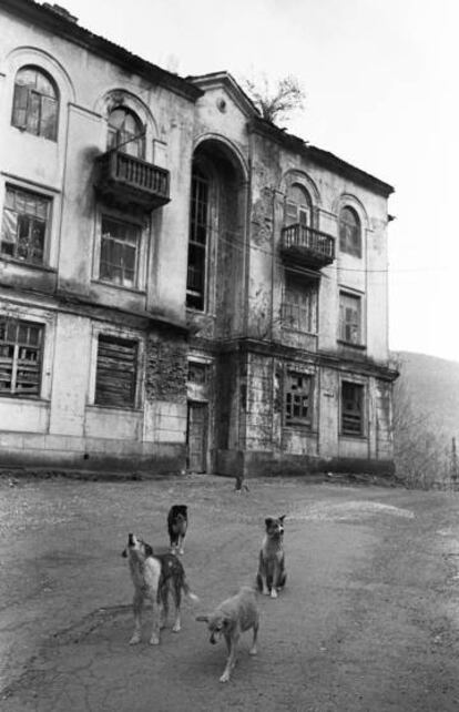 Perros callejeros ante un edificio abandonado.