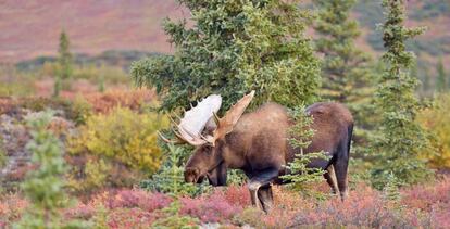 Alce en un campo de taiga en otoño.