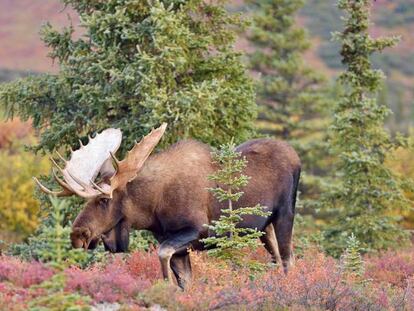 Alce en un campo de taiga en otoño.