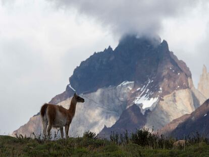 Un guanaco en el parque nacional Torres del Paine, en el sur de Chile.