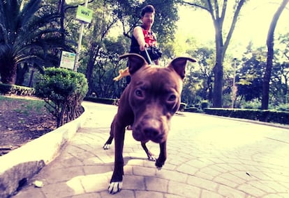 A pet owner walks a dog in Parque México.