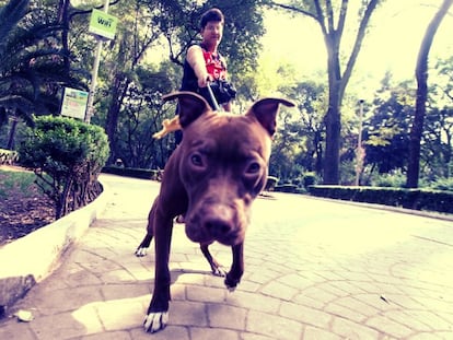 A dog out for a walk in Parque México.