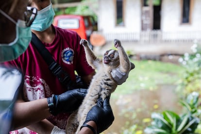 Nur Purba Priambada, veterinario de la IAR, revisa un loris perezoso de Java antes de su liberación en una jaula de habituación en el Parque Nacional Gunung Halimun Salak.