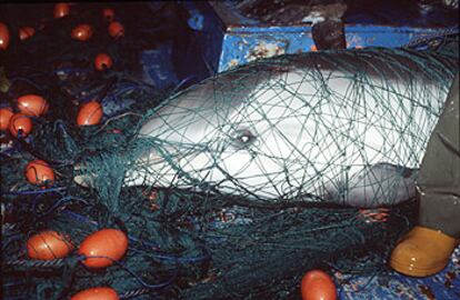 Delfín apresado por una red de deriva en el Mediterráneo.