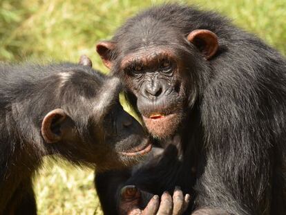 Dos de los chimpancés amigos del estudio.