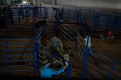 An ox, following the competition at the rodeo. To compete, the rider must remain mounted on the bull for eight seconds, holding on with one hand. The other isn’t allowed to touch the animal.