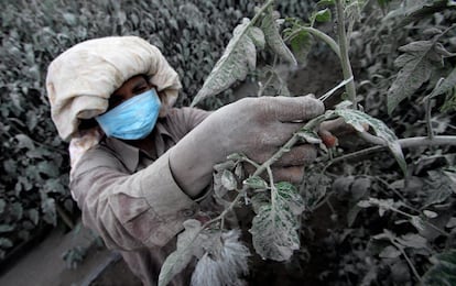 Un campesino se encarga de agarrar las plantas cubiertas de ceniza volcánica en el distrito de Karo, en Indonesia, después de la erupción del Monte Sinabung.
