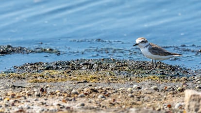 Chorlitejo patinegro ('Charadrius alexandrinus') en la Albufera de Valencia. 