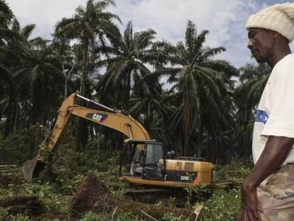 Destrucci&oacute;n de la selva para proyecto agroindustrial en el norte de Sierra Leona.
 
 
 
 
 
 