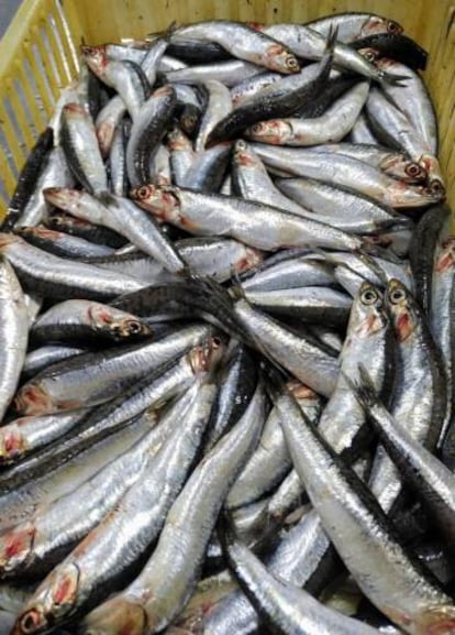 Un recipiente con anchoas.