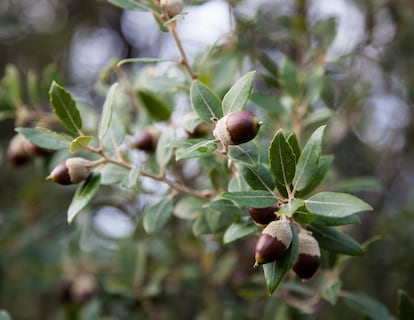 Las hojas endurecidas de una encina viven varios años seguidos en las ramas del árbol.