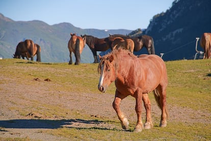 Horses in the mountain pass of Bonaigua, in Catalonia's Vall d'Aràn.