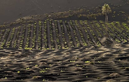 Viñedo de la bodega Los Bermejos, en la isla de Lanzarote.