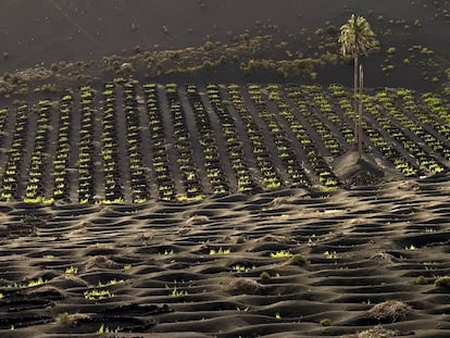 Viñedo de la bodega Los Bermejos, en la isla de Lanzarote.