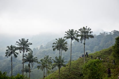 Pobladores de Chaguaní reforestan la región de Montefrío con ejemplares de palmas de cera