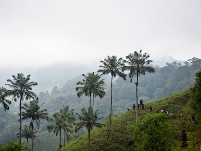 Pobladores de Chaguaní reforestan la región de Montefrío con ejemplares de palmas de cera.
