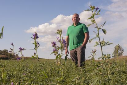 José Manuel Rivera en uno de sus campos de alfalfa.