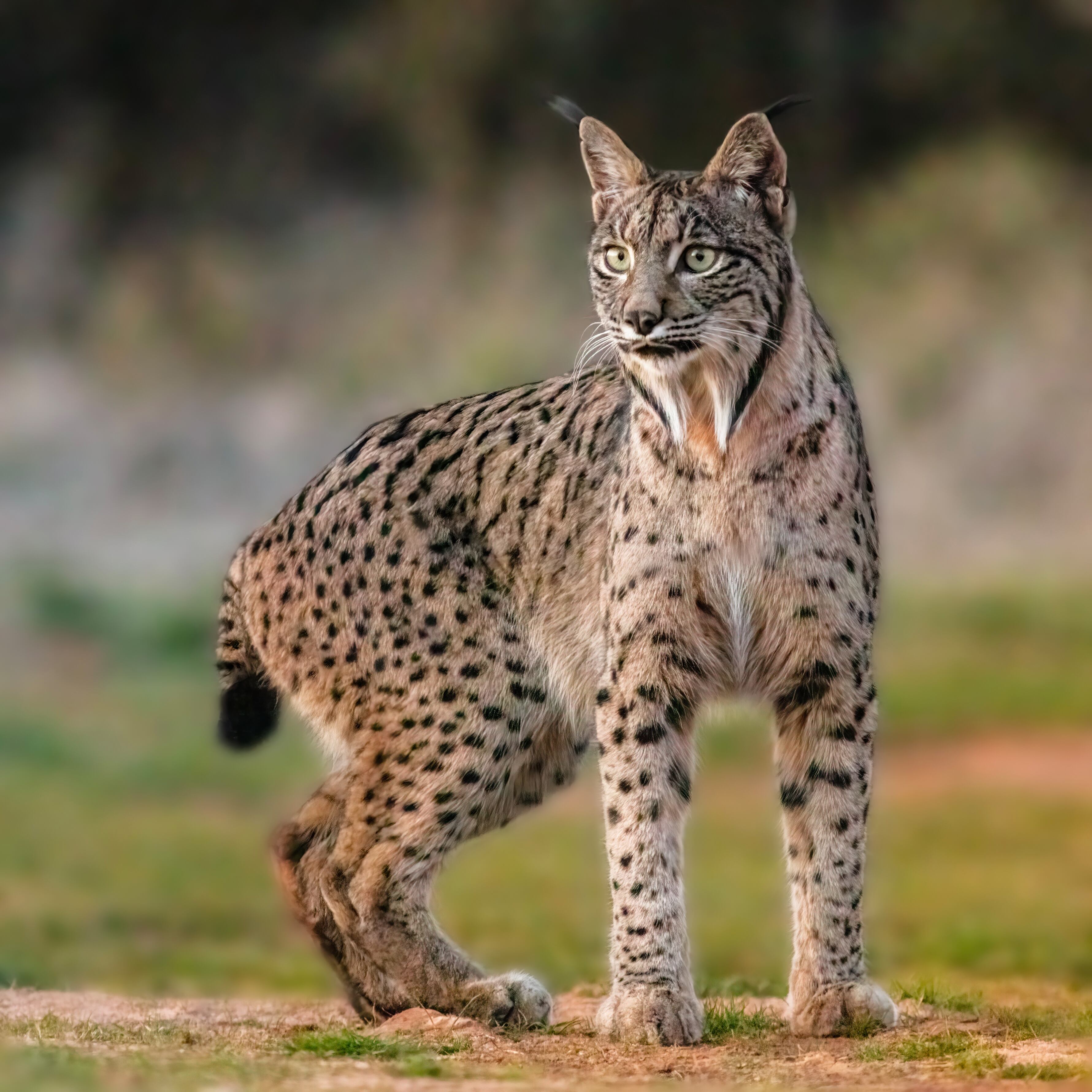 Lince ibérico (Lynx pardinus) en Almuradiel (Ciudad Real).