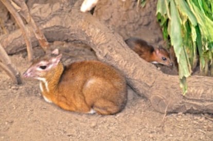 Madre y cría de ciervo-ratón en Bioparc Fuengirola.