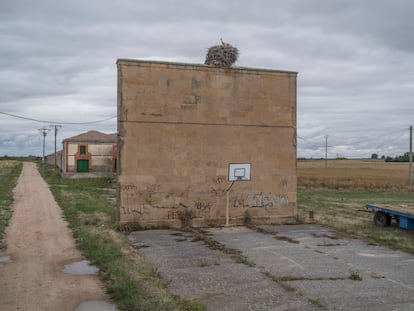 Un frontón en desuso en Espino de la Orbada (Salamanca) se convierte en una atalaya que los protege de posibles depredadores.