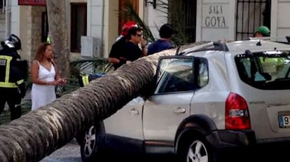 Una palmera desplomada sobre un coche en Alicante.