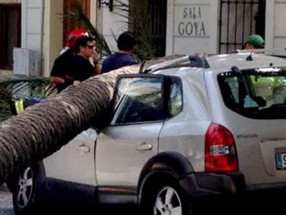 Una palmera desplomada sobre un coche en Alicante.